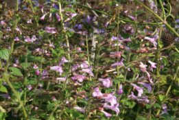 Clinopodium menthifoliumBergsteentijm bestellen